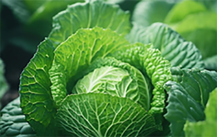 研究植物生命活动及其规律性的科学，近代植物生理学..